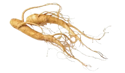 Panax Ginseng